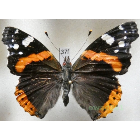 Vanessa atalanta (Linnaeus, 1758) Poland37f